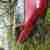 Daihatsu Cuore