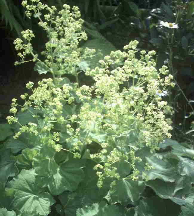 FORD KA, Bj.98, div. Neuteile, fahrbereit, ohne T?