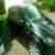 Seat Altea Sport